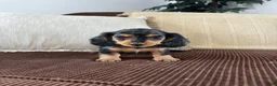 Miniature Dachshund dogs for sale: Miniature Dachshund 1 - Ad 5
