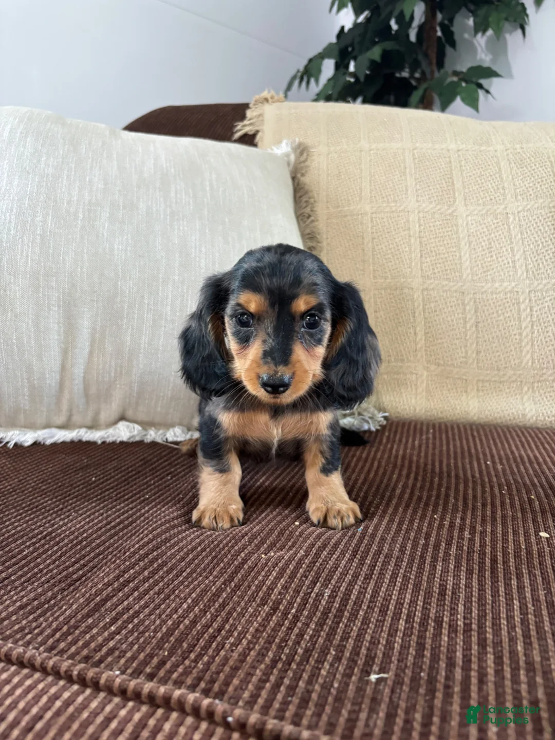Miniature Dachshund dogs for sale: Miniature Dachshund 1 - Ad 5