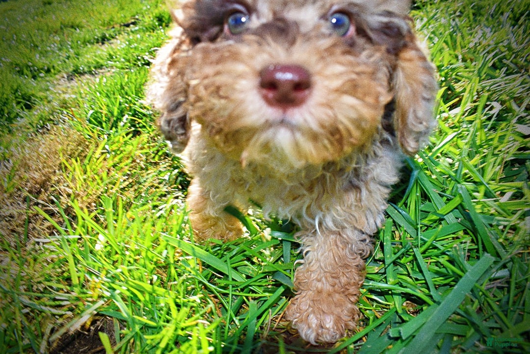 Havapoo dogs for sale: Jackson - Ad 9