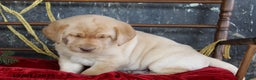 Labrador Retriever dogs for sale: Kody - Ad 2