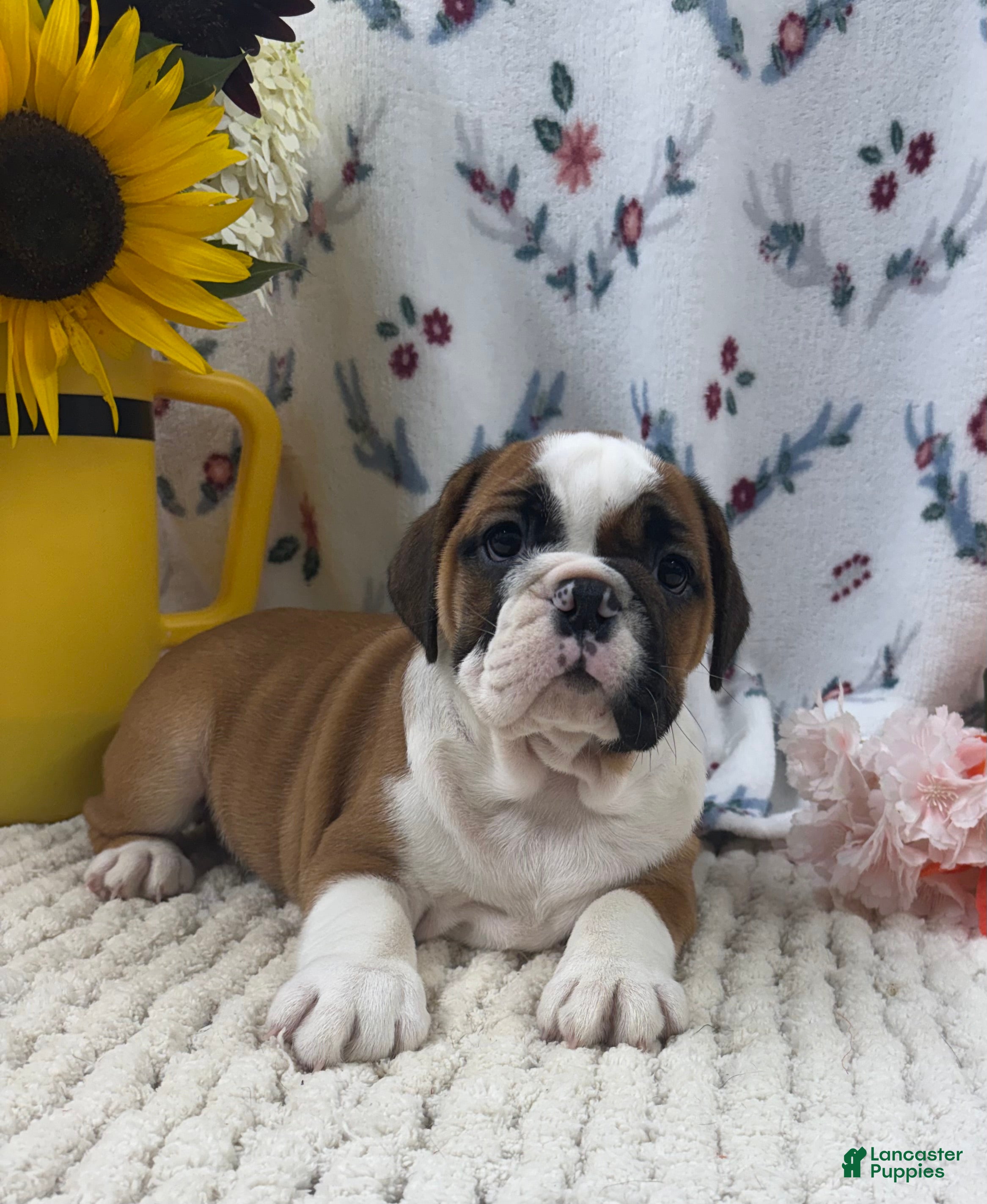 English Bulldog dogs Laina  - Ad 2