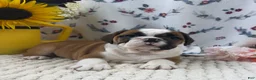 English Bulldog dogs for sale: Laina  - Ad 2