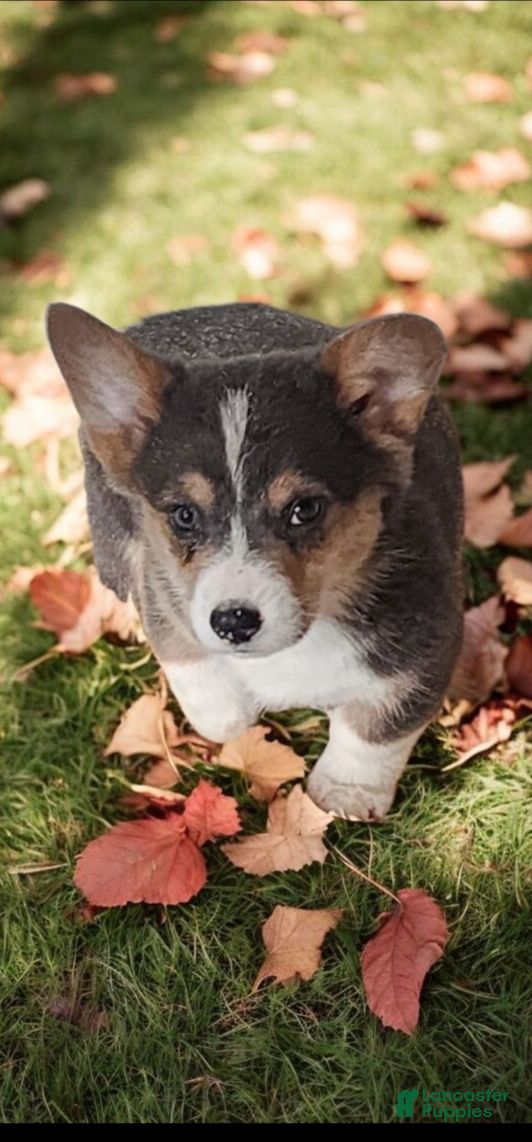Welsh Corgi Pembroke dogs for sale: Alfie bluie  - Ad 19