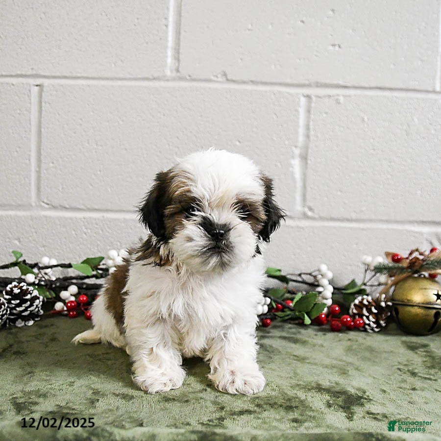 Shih Tzu dogs Teddy - Ad 17