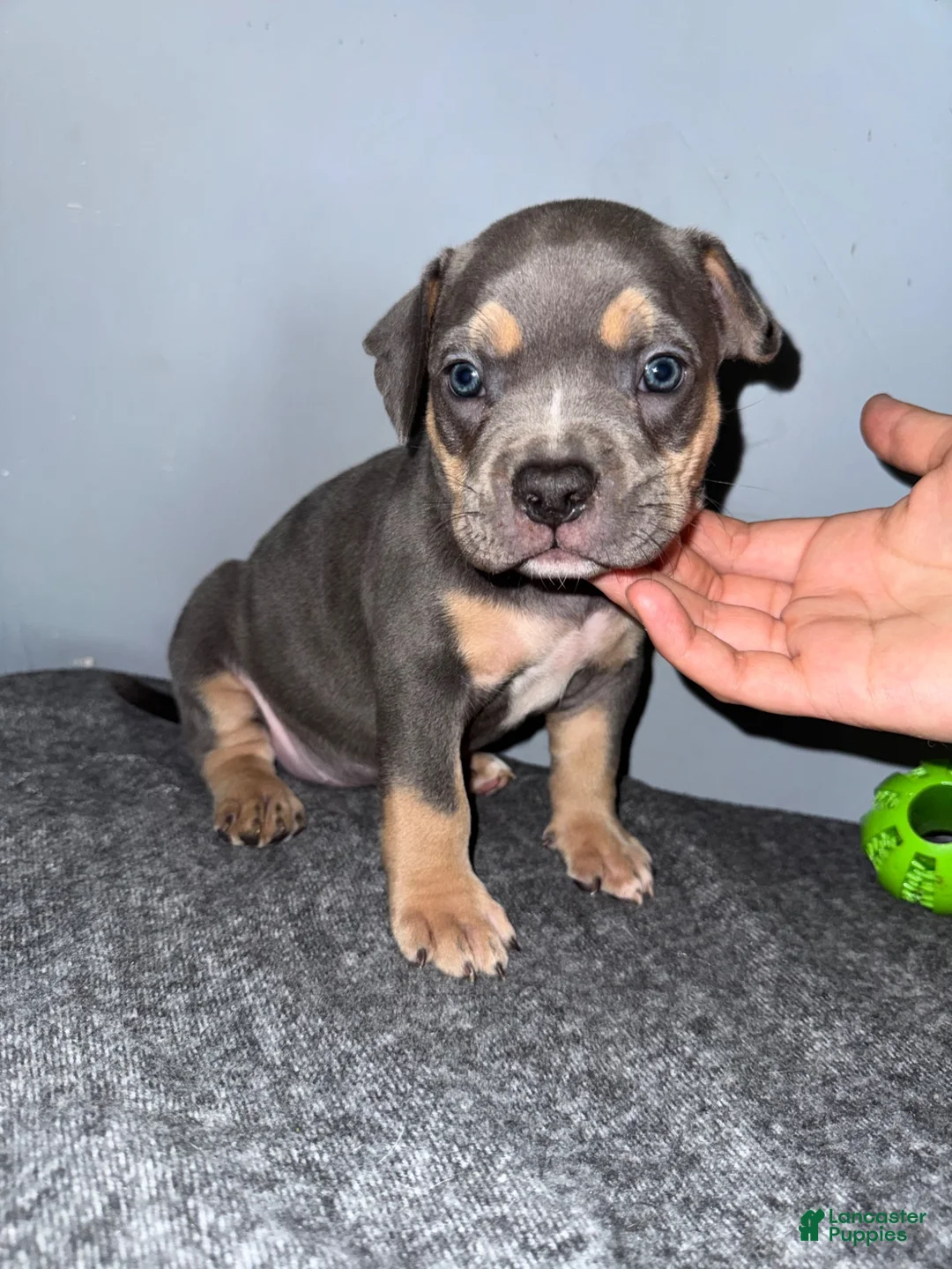 American Bully dogs for sale: Misty - Ad 1