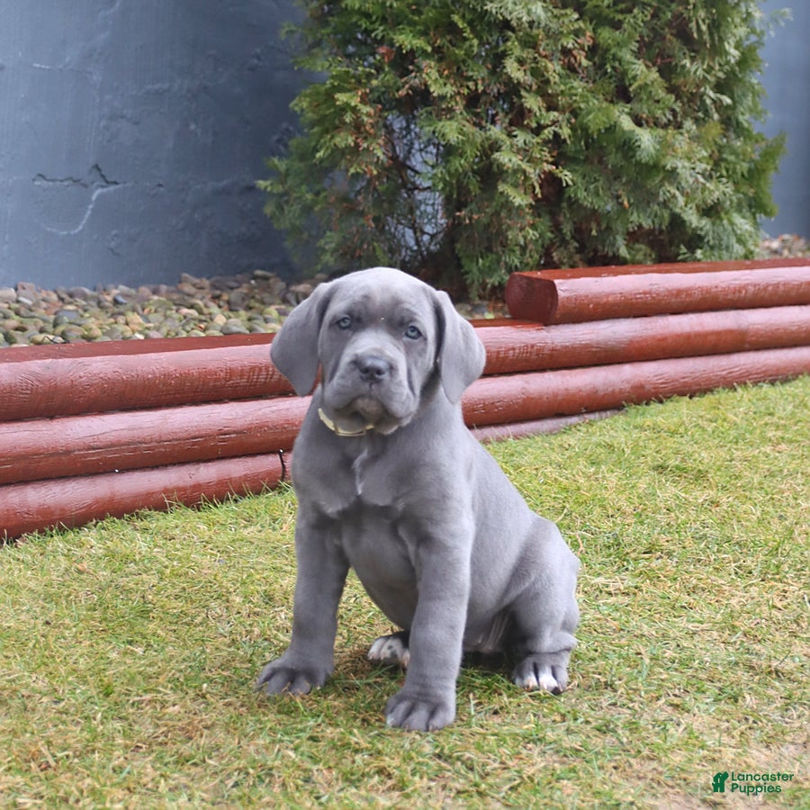 Cane Corso dogs Gina - Ad 1