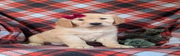 Golden Retriever dogs for sale: Breanne - Ad 4