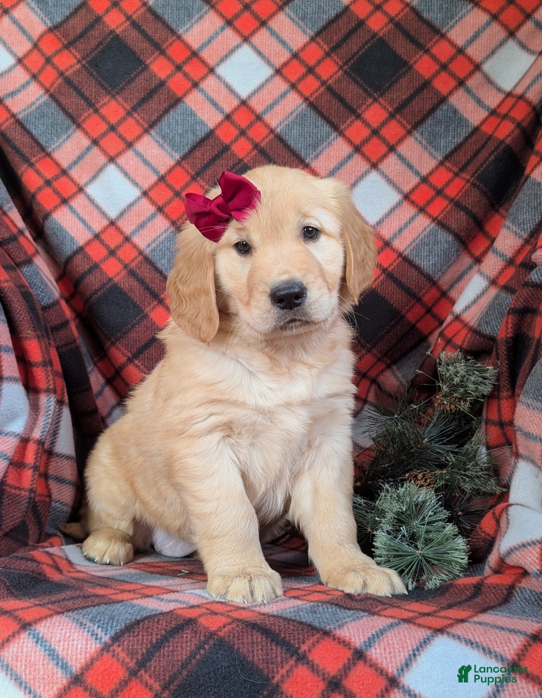 Golden Retriever dogs for sale: Breanne - Ad 4