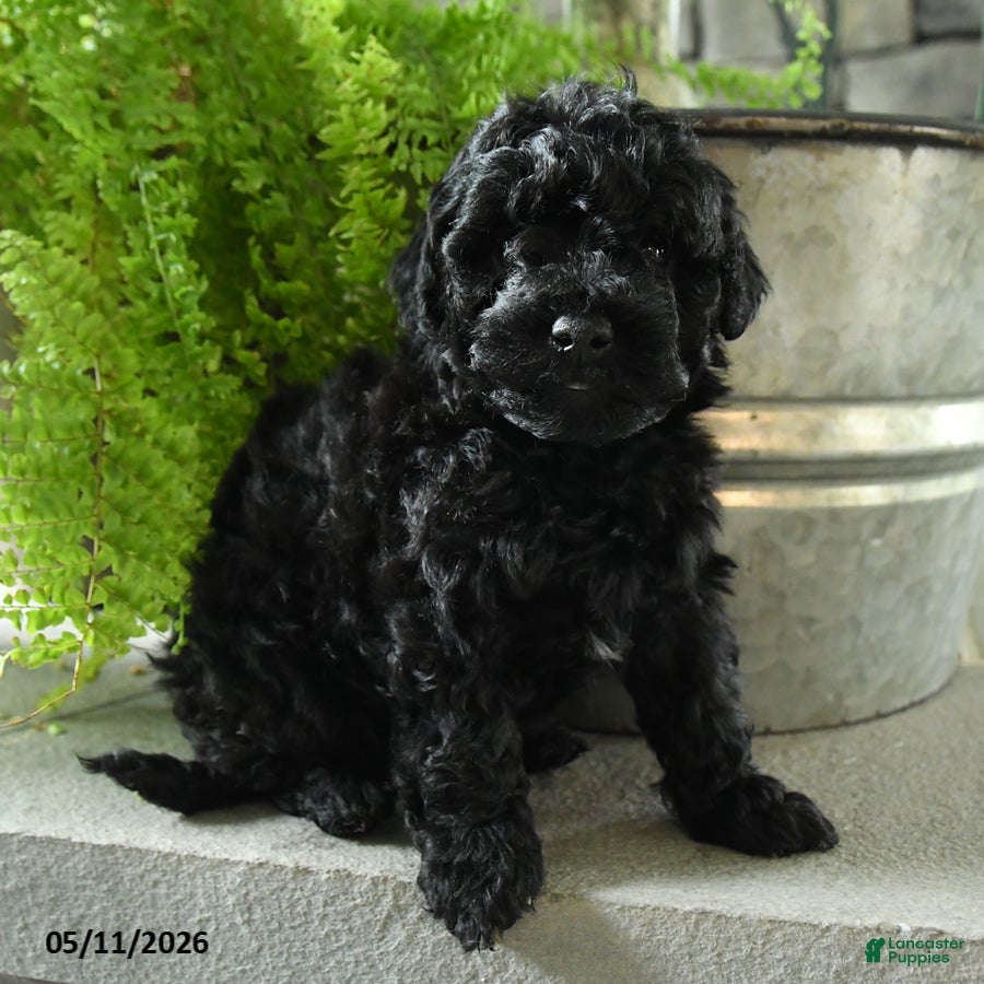 Yorkiepoo dogs Jet - Ad 2