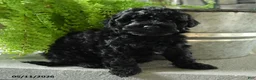 Yorkiepoo dogs for sale: Jet - Ad 2