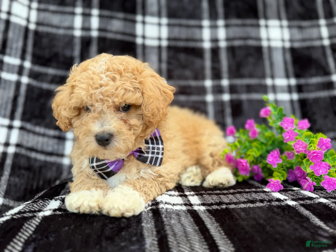 Bichpoo dogs for sale: Baxter  - Ad 2