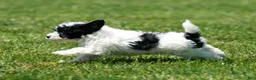 Havapoo dogs for sale: Taylor - Ad 6