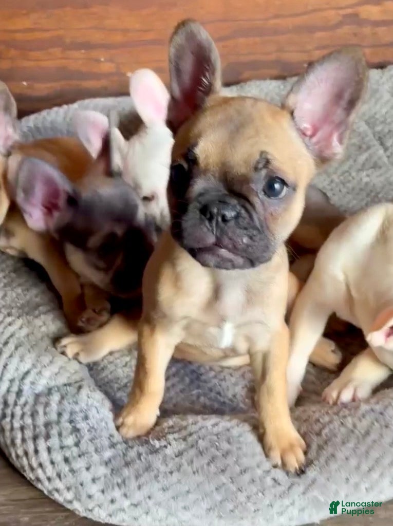 French Bulldog dogs HEIDI - Our Sweet Little Fawn Frenchie Princess! - Ad 1