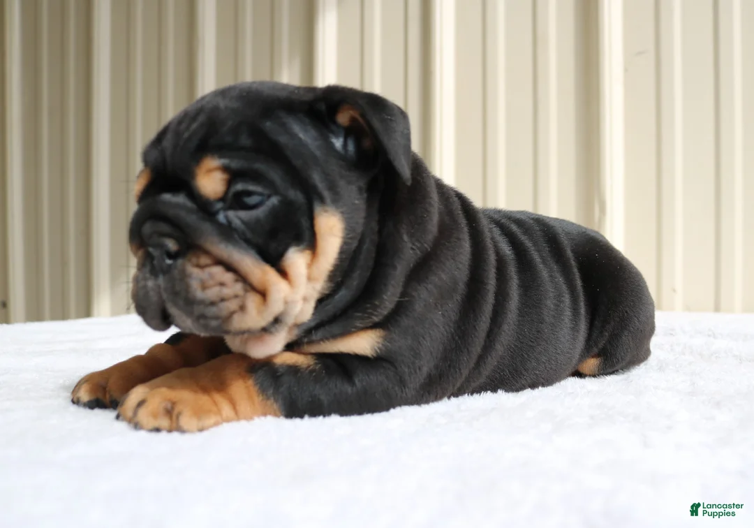 English Bulldog dogs for sale: Buddy  - Ad 1