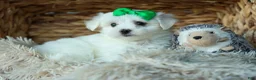 Maltese dogs for sale: PACO - Ad 15