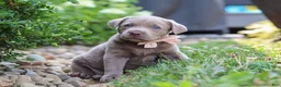 Labrador Retriever dogs for sale: Clover - Ad 9