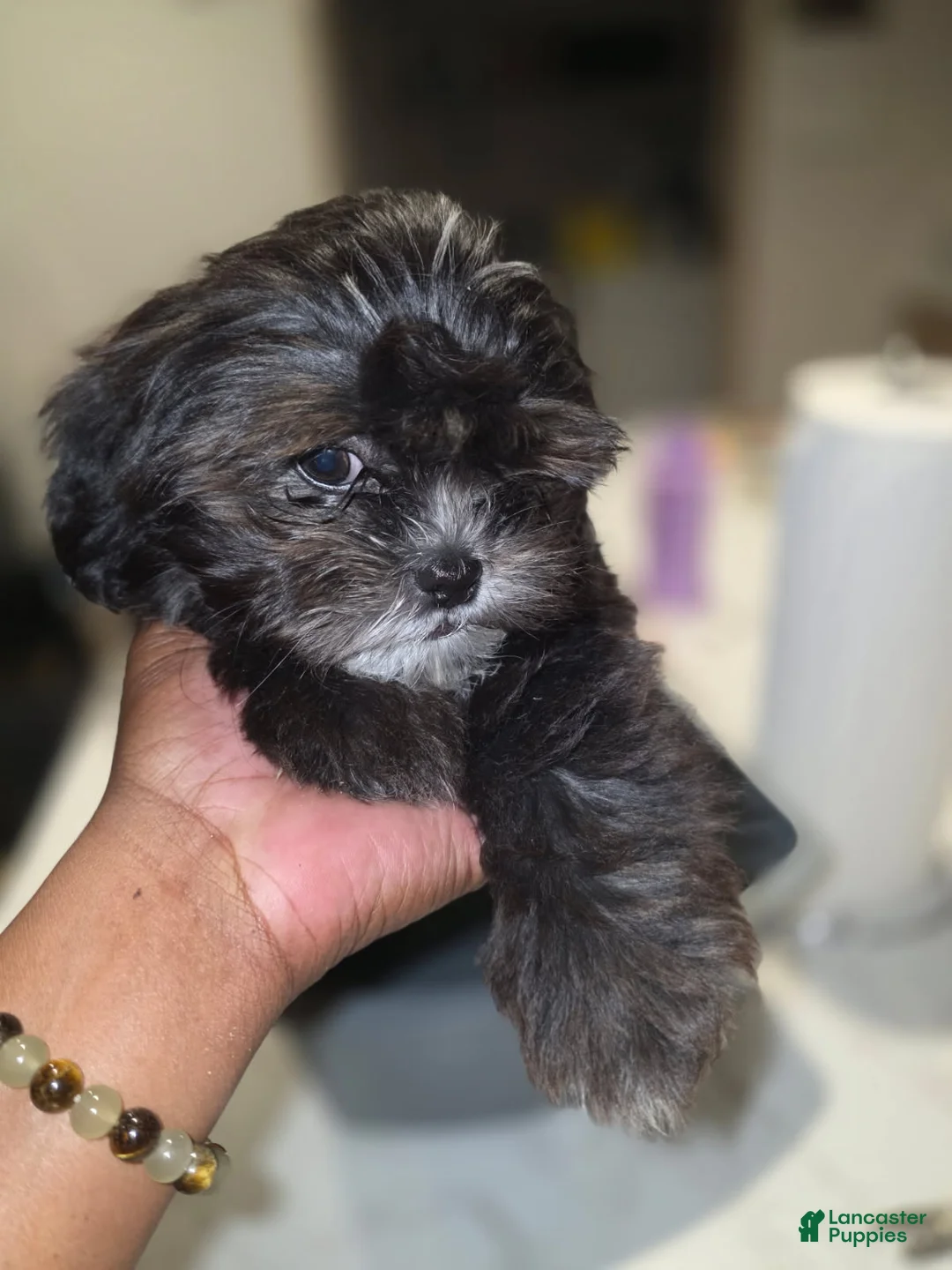 Shihpoo dogs for sale: Shihpoo Puppy 4 - Ad 2