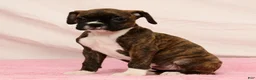 Boxer dogs for sale: Cookie - Ad 5