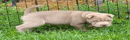 Shar Pei dogs for sale: Layla mini lilac  - Ad 8