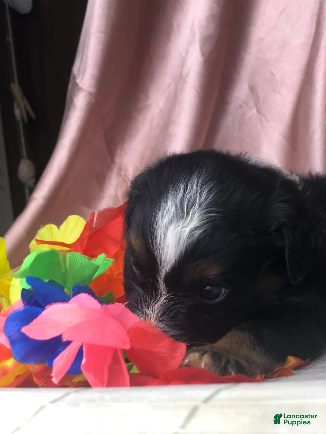 Australian Shepherd dogs for sale: Australian Shepherd 5 (female) - Ad 2