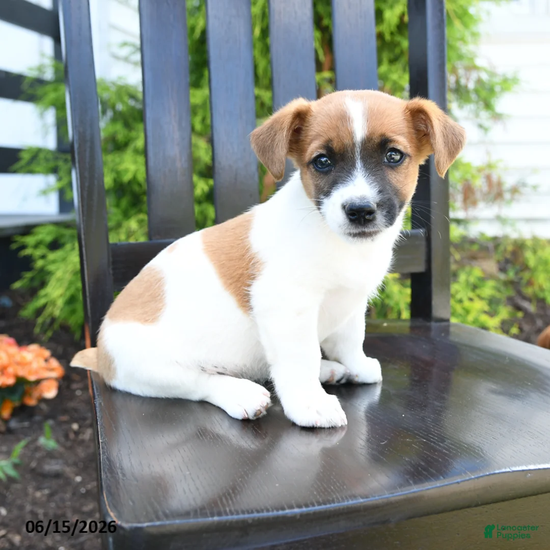 Jack Russell Terrier dogs for sale: Tucker - Ad 3