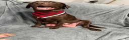 Labrador Retriever dogs for sale: Bear - Ad 5