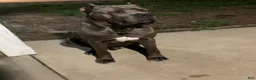 Cane Corso dogs for sale: Cane Corso 3 - Ad 21