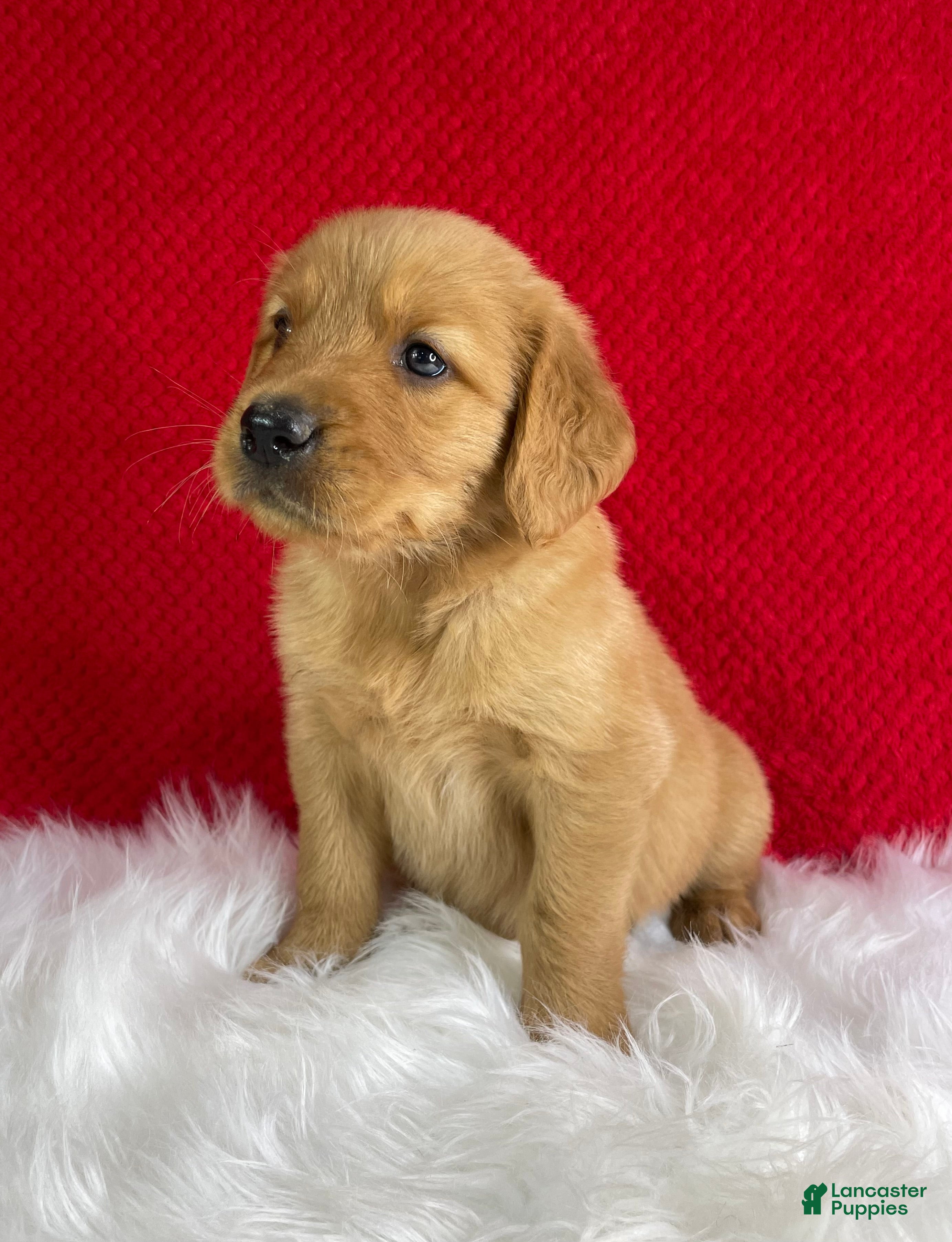 Golden Retriever dogs Leo - Ad 2