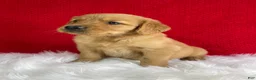 Golden Retriever dogs for sale: Leo - Ad 2