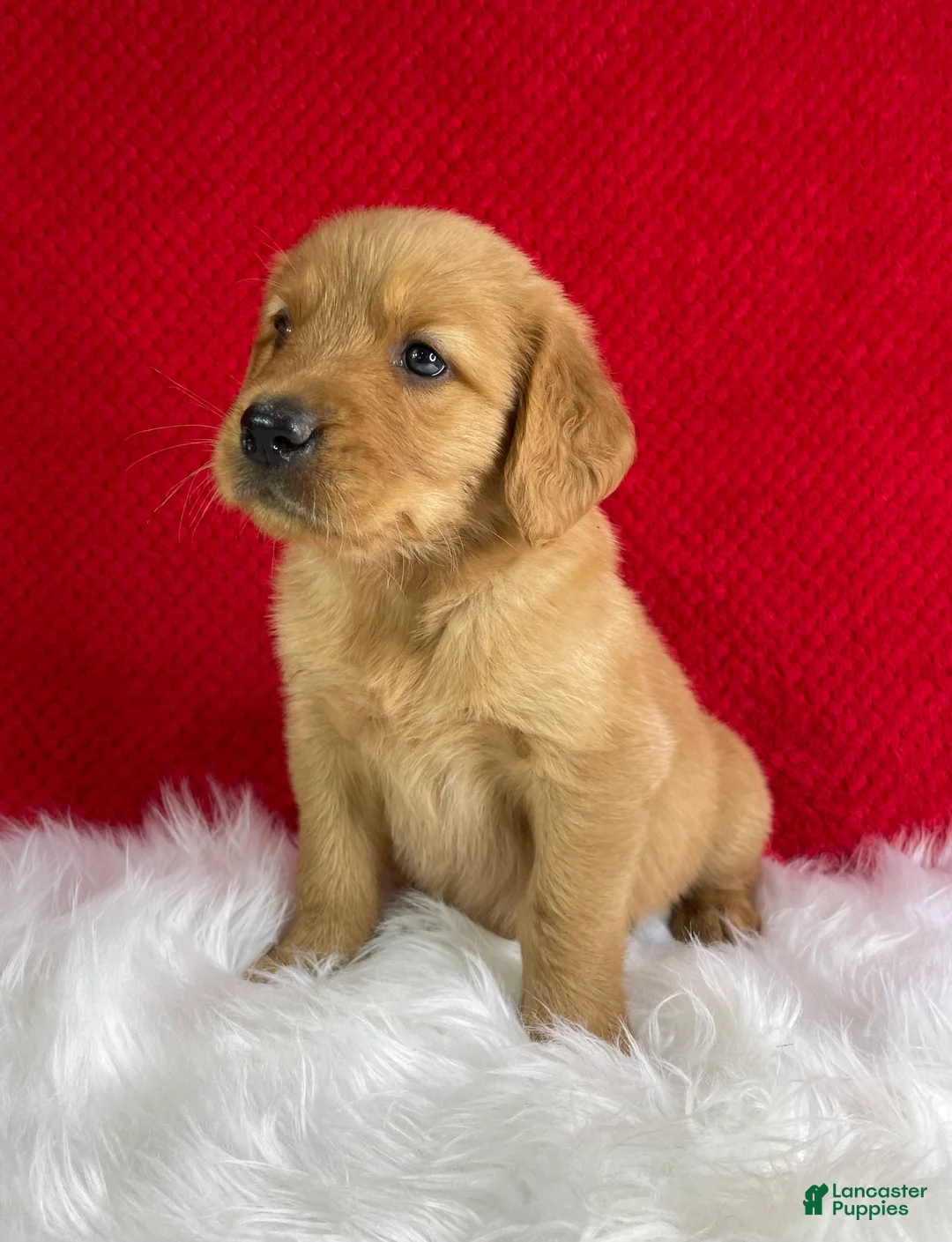 Golden Retriever dogs for sale: Leo - Ad 2
