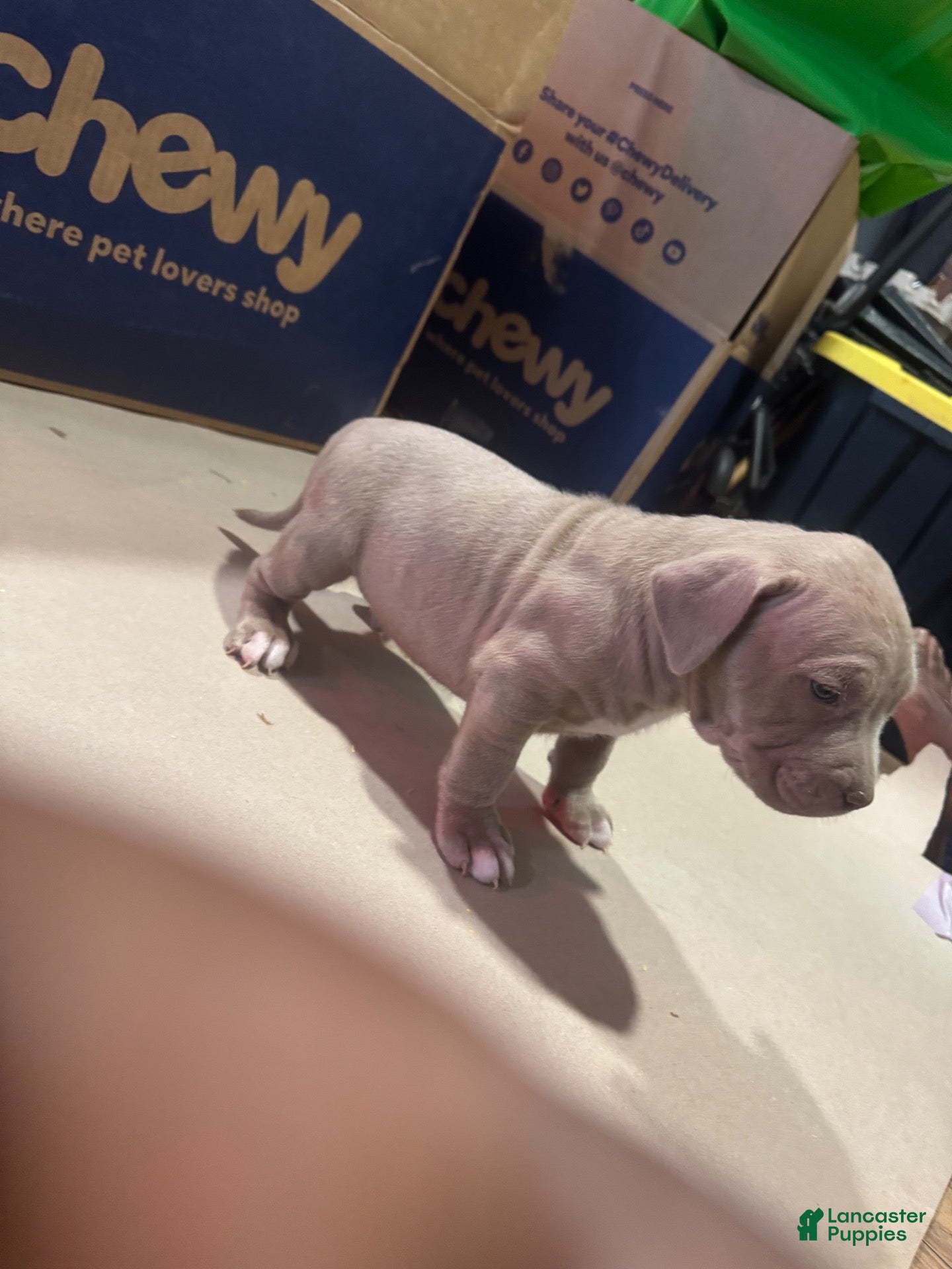 American Bully dogs American Bully 4 - Ad 1