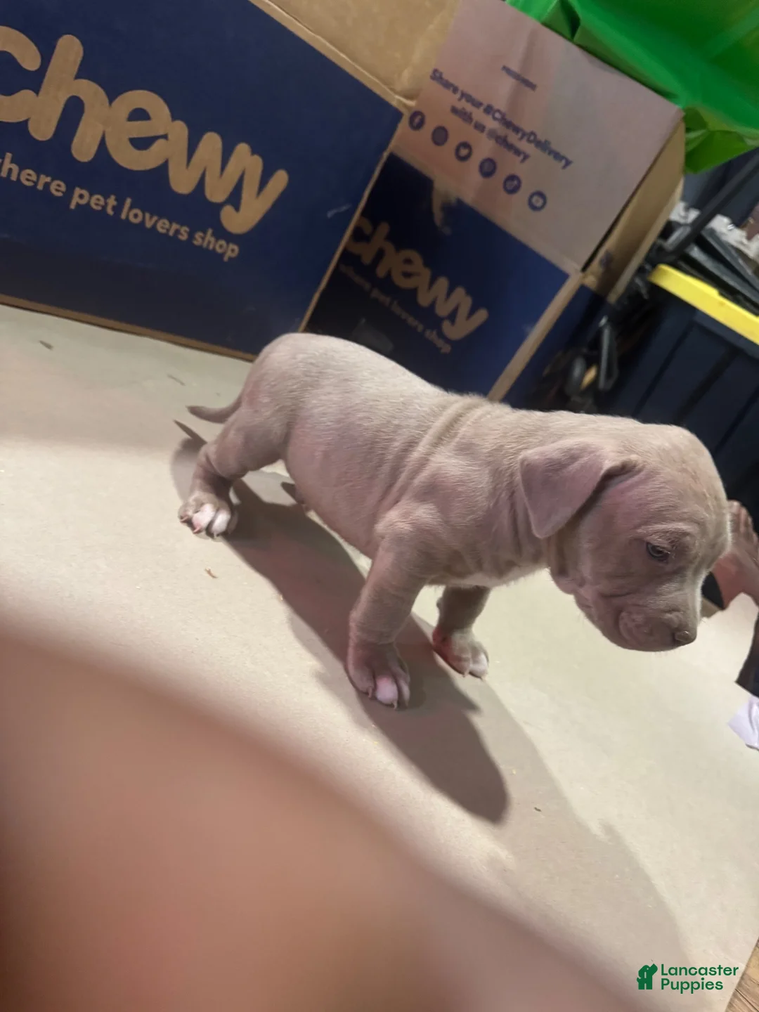 American Bully dogs for sale: American Bully 4 - Ad 1