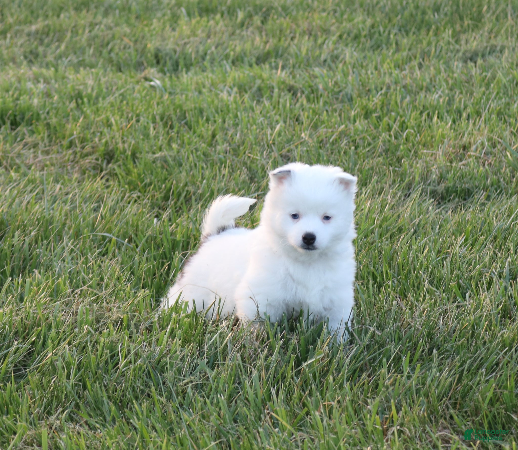Alaskan Klee Kai dogs Pepper - Ad 1