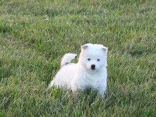 Alaskan Klee Kai dogs for sale: Pepper - Ad 1