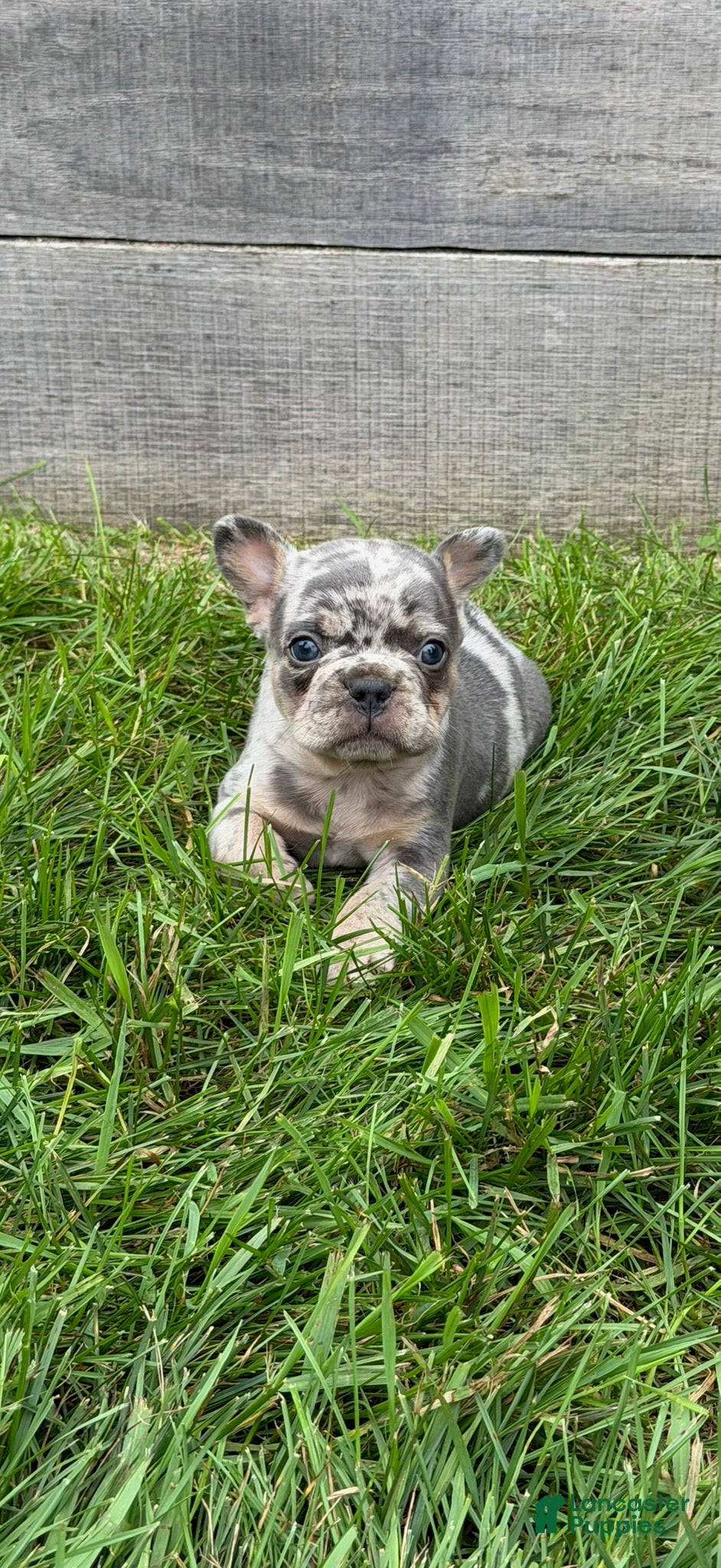 French Bulldog dogs Jacoby - Ad 2