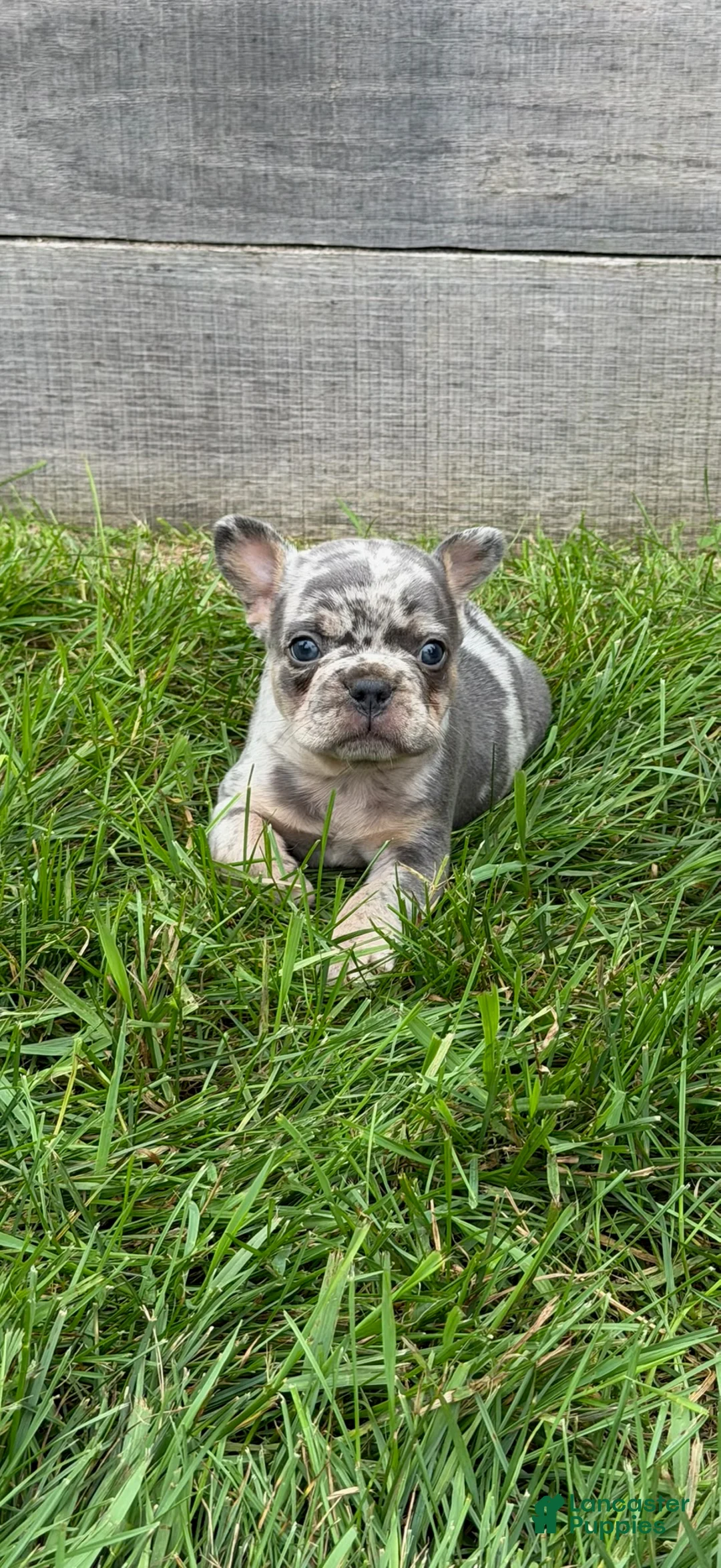 French Bulldog dogs for sale: Jacoby - Ad 2