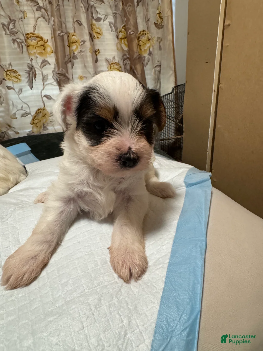 Yorkshire Terrier dogs for sale: Yorkshire Terrier 2 - Ad 1