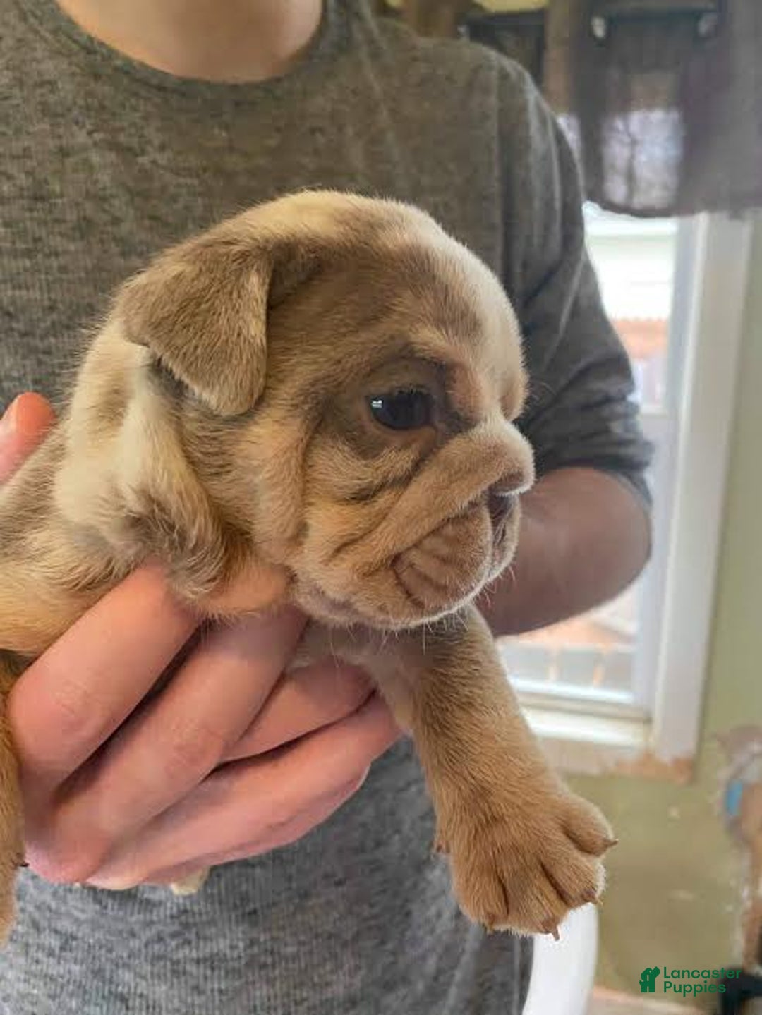 Gallery Image {{count}}