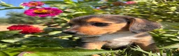 Beagle dogs for sale: Duke - Ad 4
