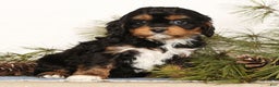 Cavapoo dogs for sale: Stella - Ad 4