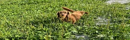 Dachshund dogs for sale: Bear - Ad 5