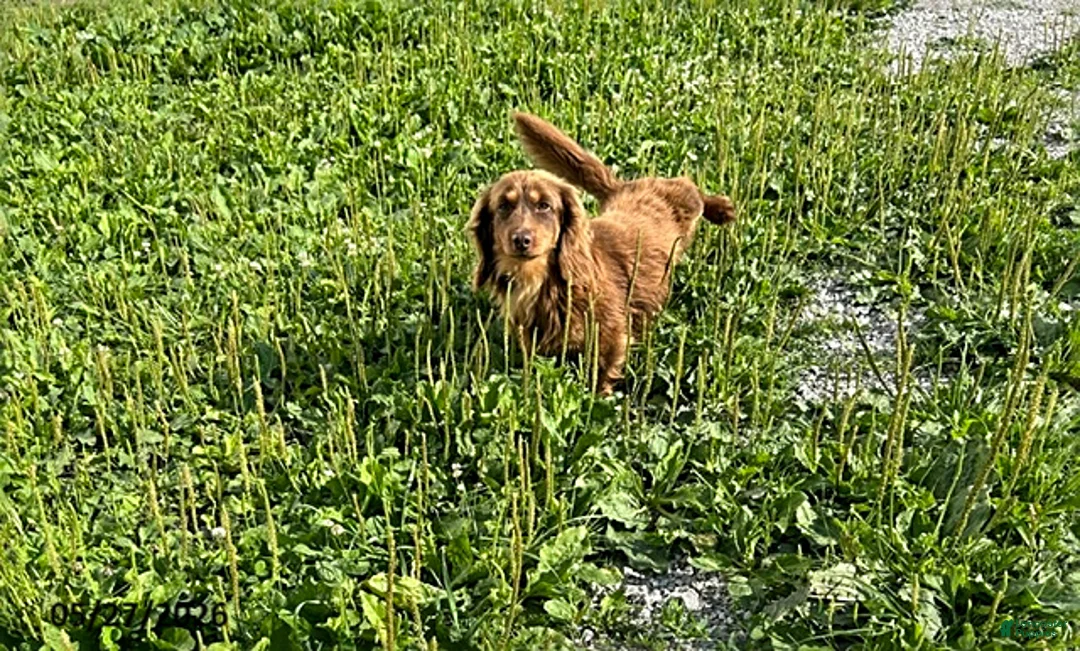 Dachshund dogs for sale: Bear - Ad 5