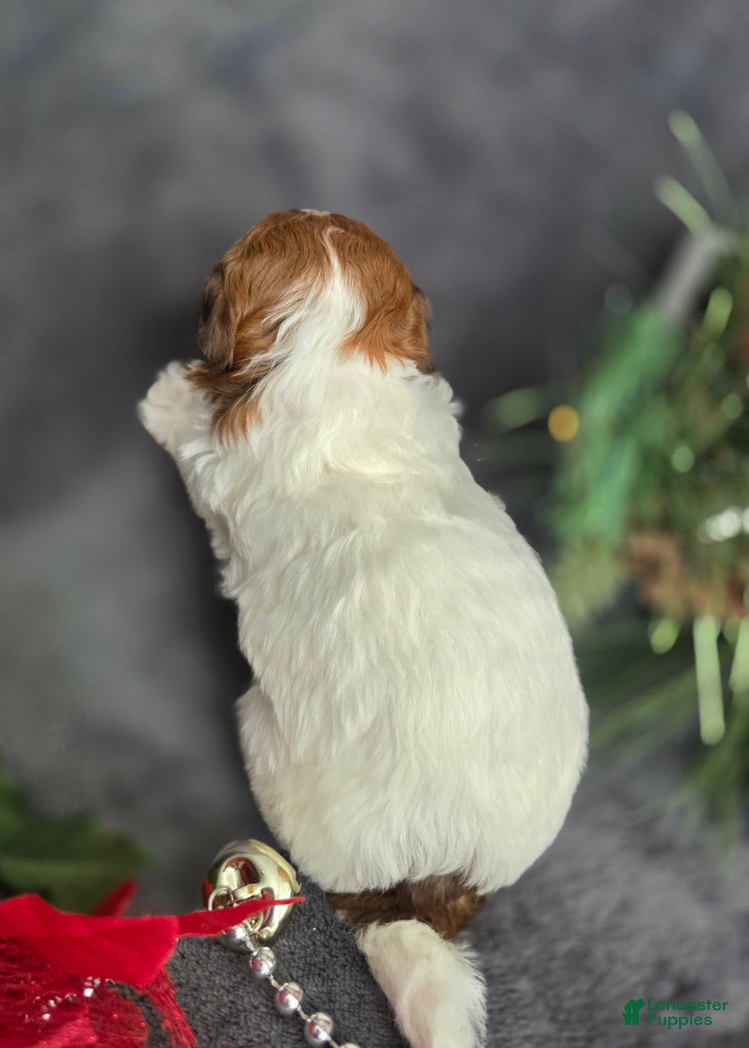 Havapoo dogs for sale: Ledger - Ad 7