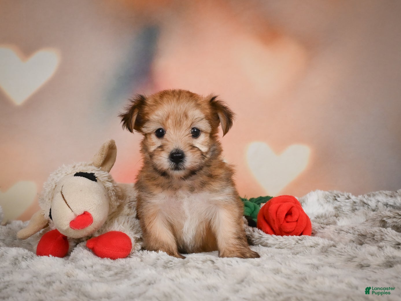 Morkie dogs for sale: Tilly - Ad 1