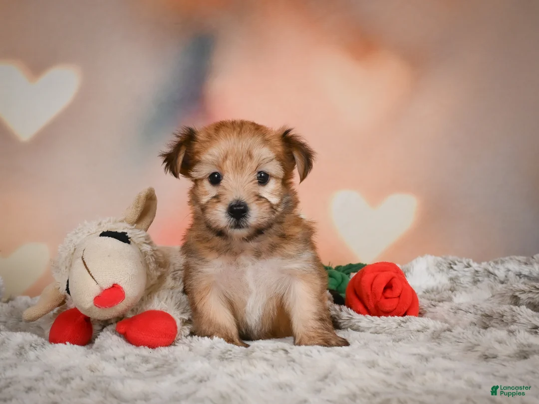 Morkie dogs for sale: Tilly - Ad 1