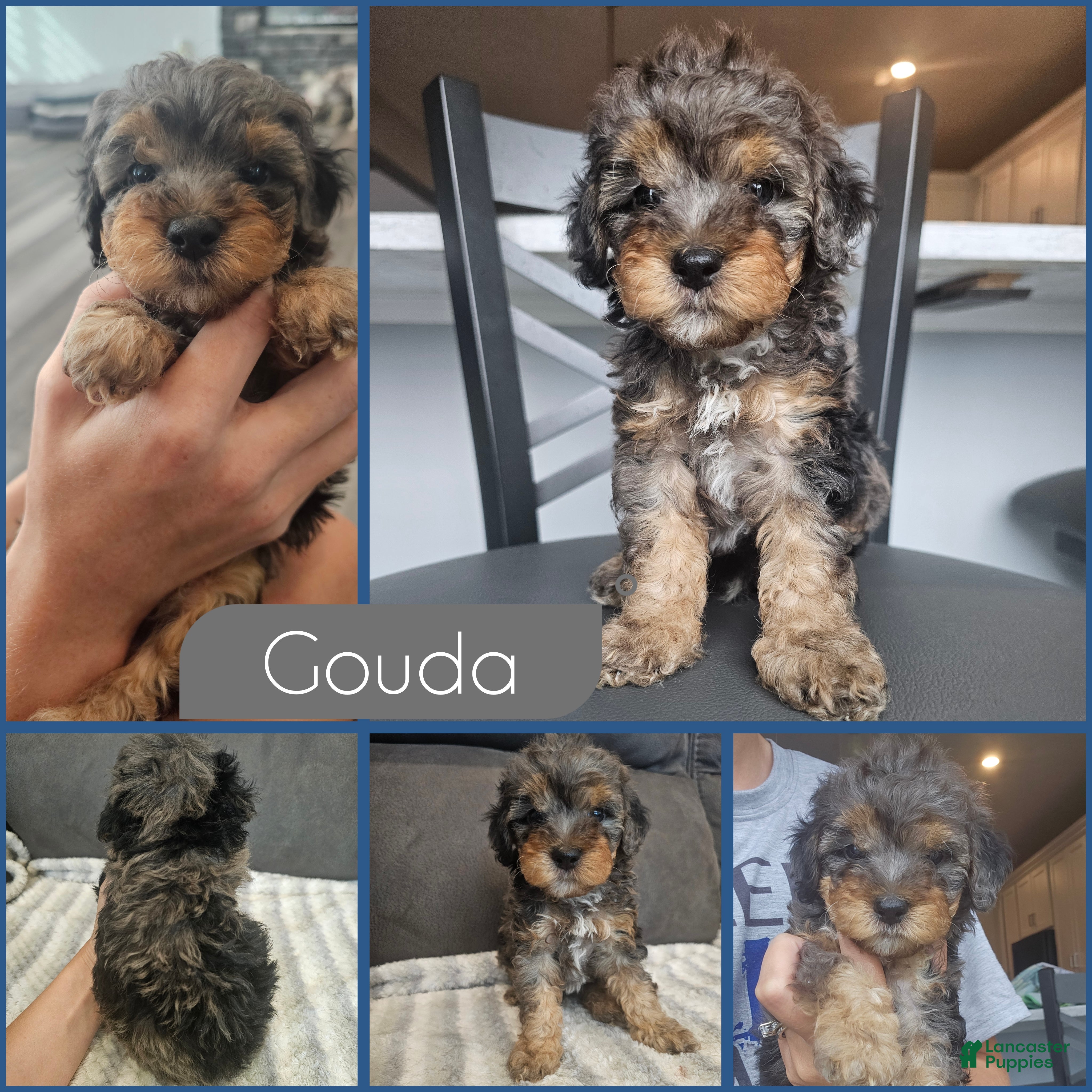Cockapoo dogs Gouda - Ad 1
