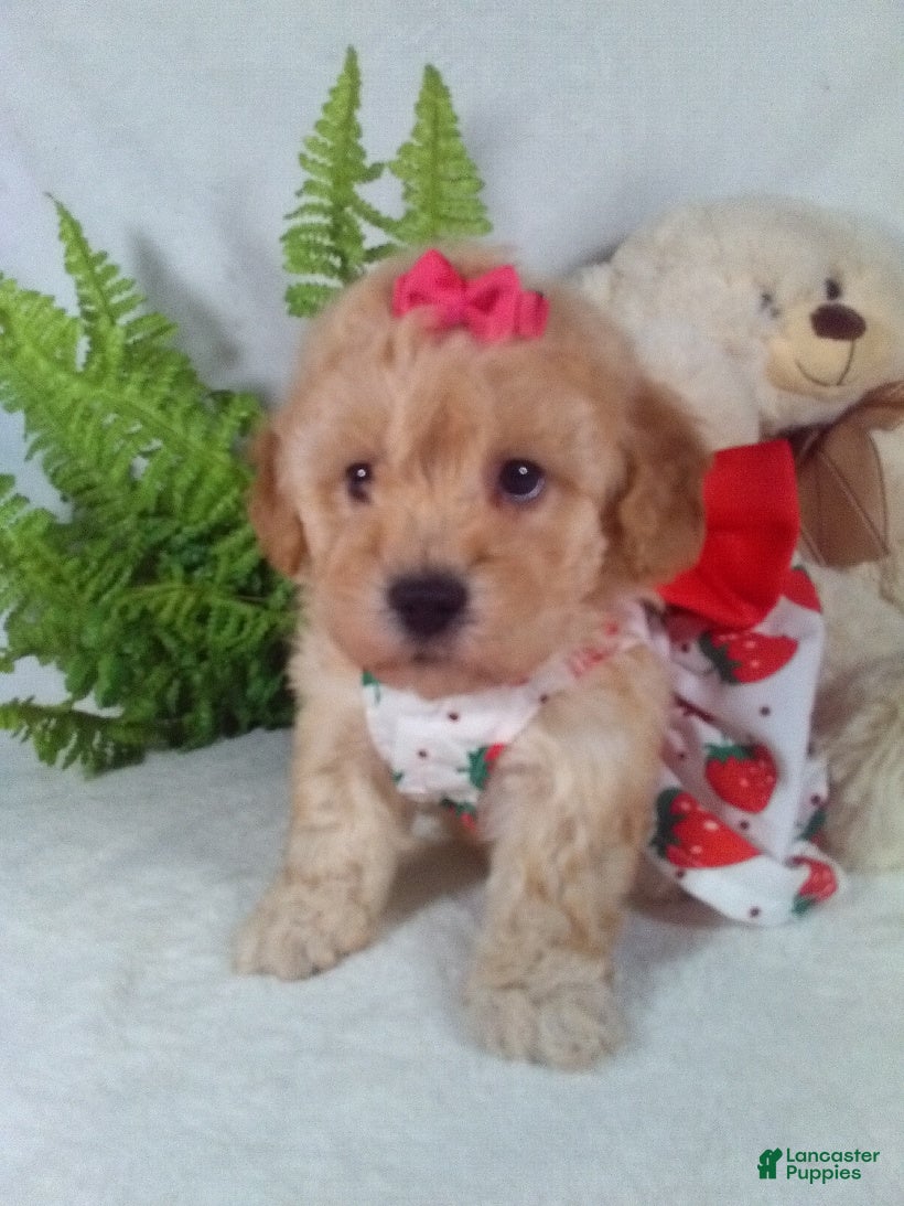 Bichpoo dogs Jana - Ad 13