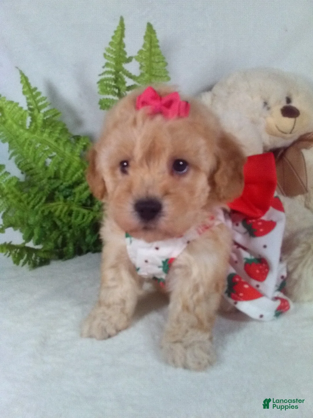 Bichpoo dogs for sale: Jana - Ad 1