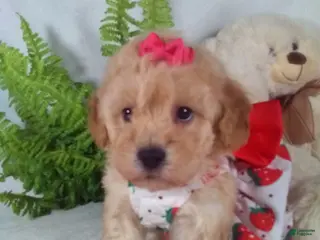 Bichpoo dogs Jana - Ad 13