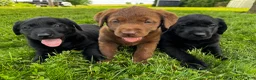 Labrador Retriever dogs for sale: Labrador Retriever 2 - Ad 11